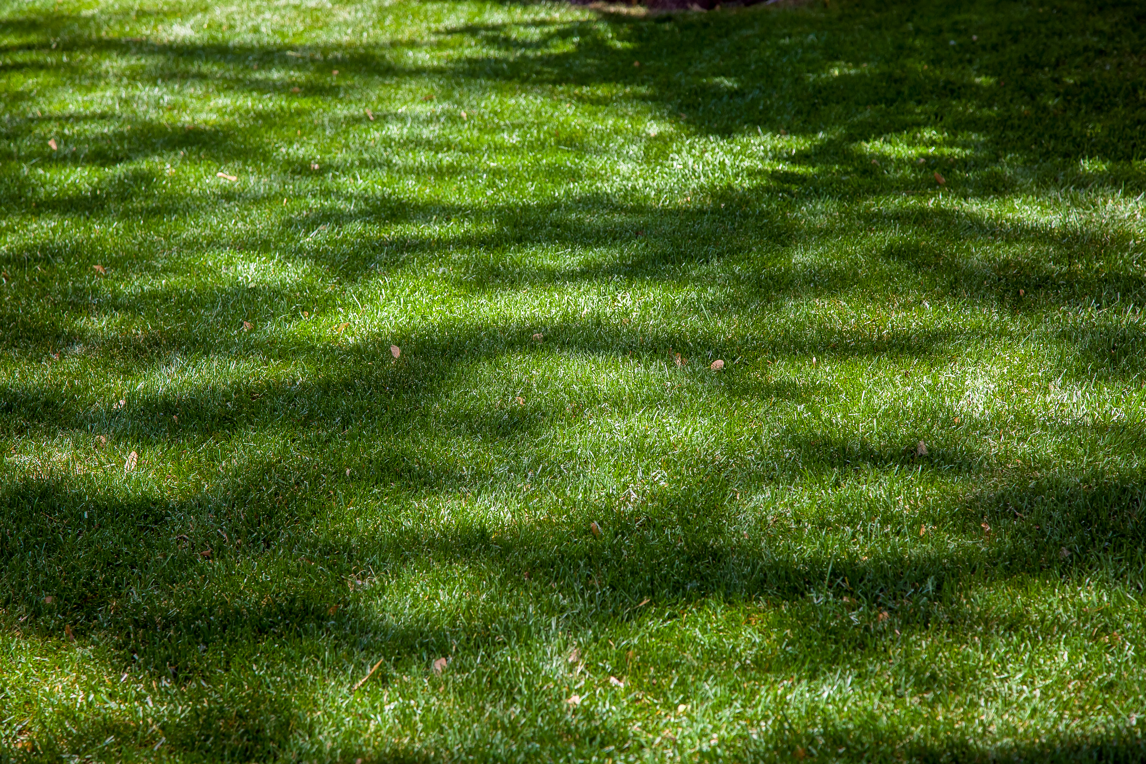 Shade Tolerance on Lawns Using Harrell'sMAX® Stress Relefe