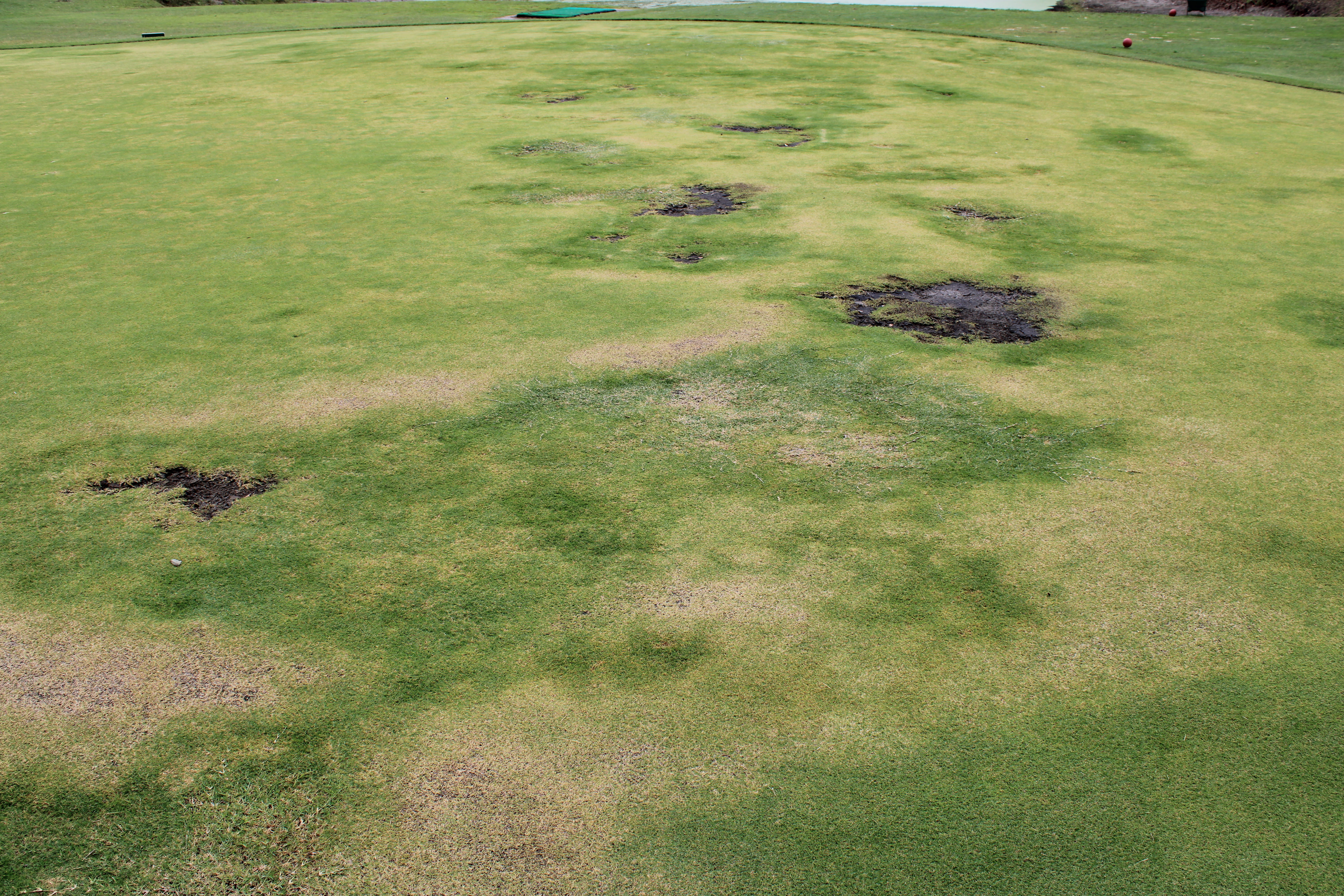 Controlling Nematodes with Nematicides and Root Health