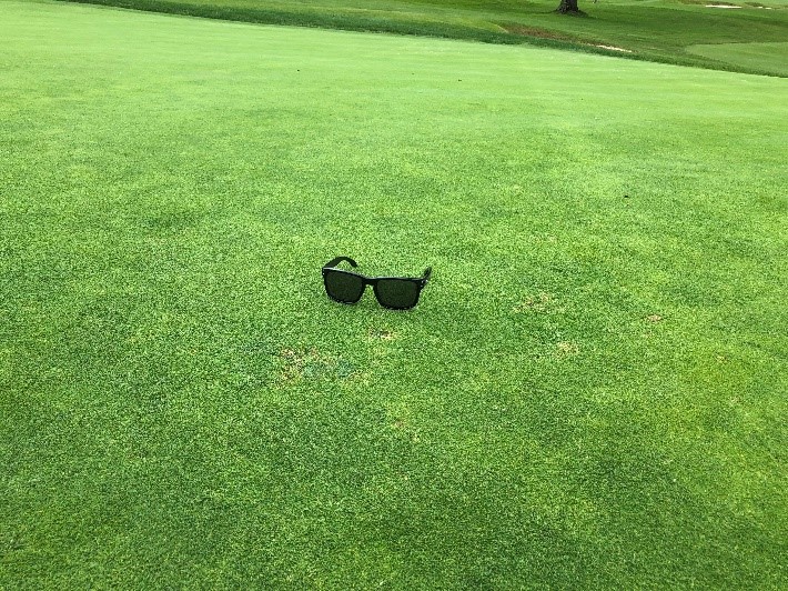 Cool Season Turfgrass Diseases - Identification & Management of Lawn Diseases