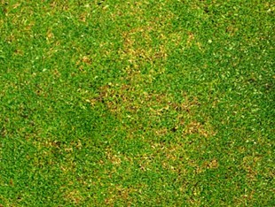 Cool Season Turfgrass Diseases - Identification & Management of Lawn Diseases