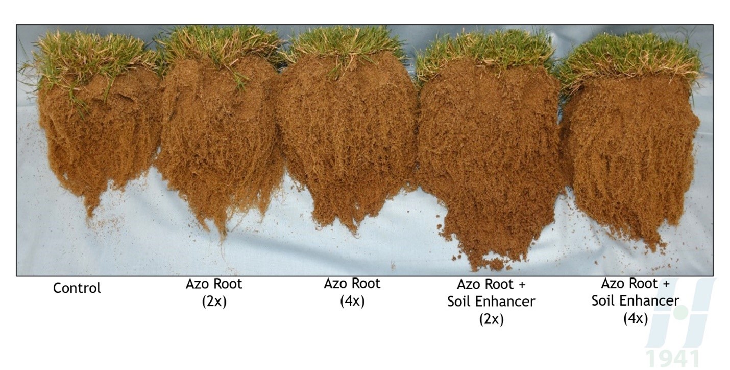 Azo Root - A New Frontier in Beneficial Microbes