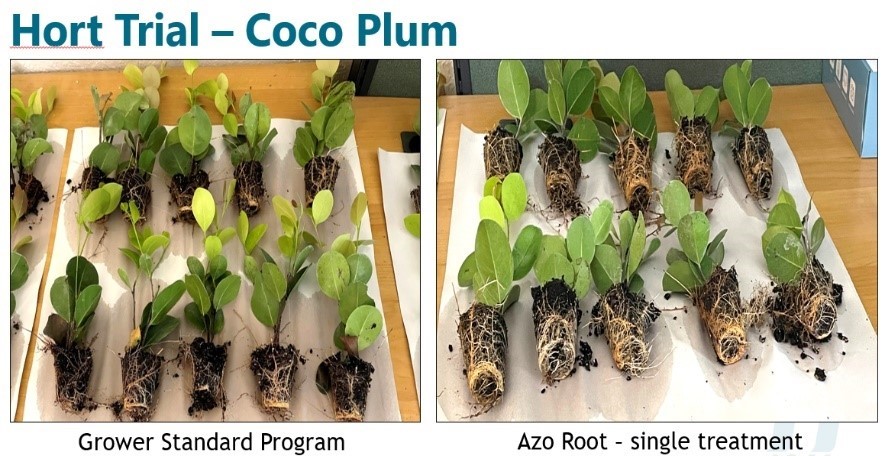 Azo Root - A New Frontier in Beneficial Microbes