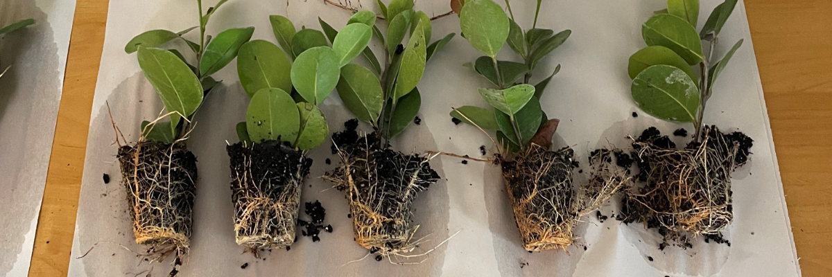 Azospirillum brasilense - Azo Root for Horticulture