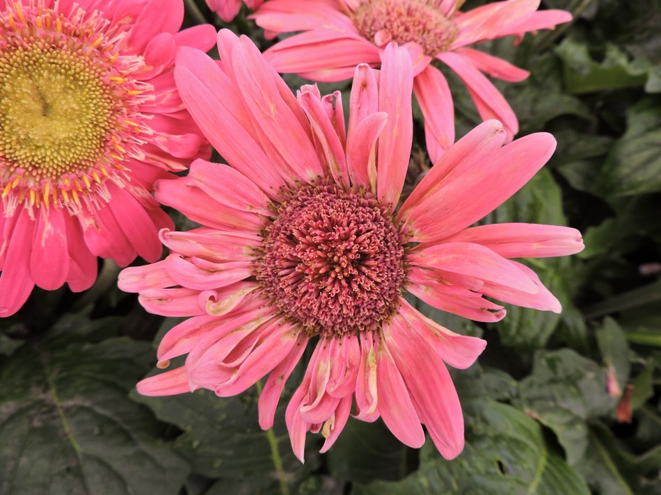 Plant Nutrient Deficiency Identification