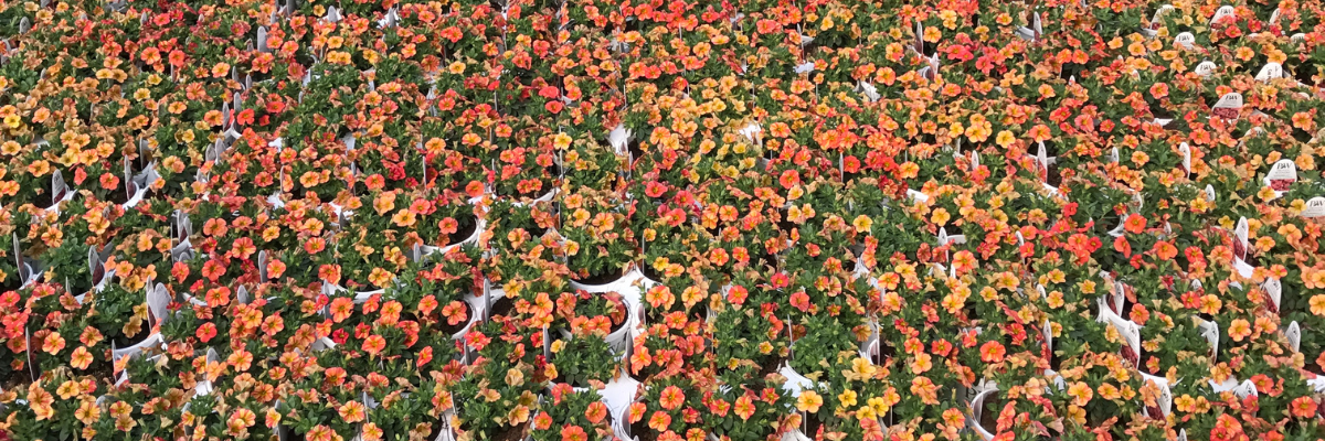 Bedding Plant Management