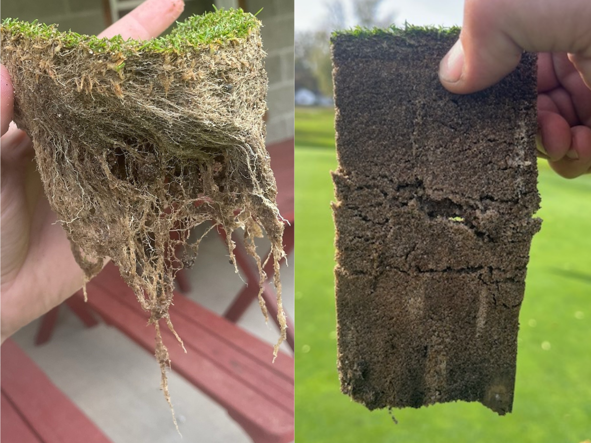 Mycorrhizae Pro Benefits