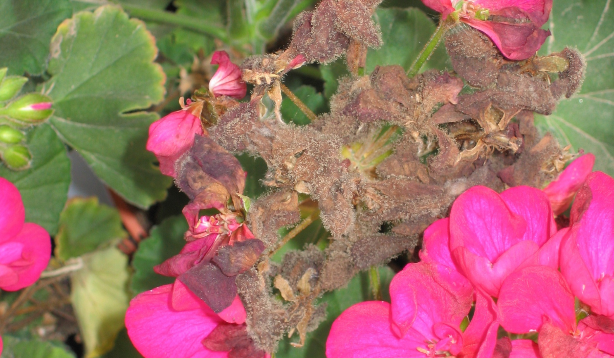 Fall diseases and Harrell's ProtectMAX® Solutions