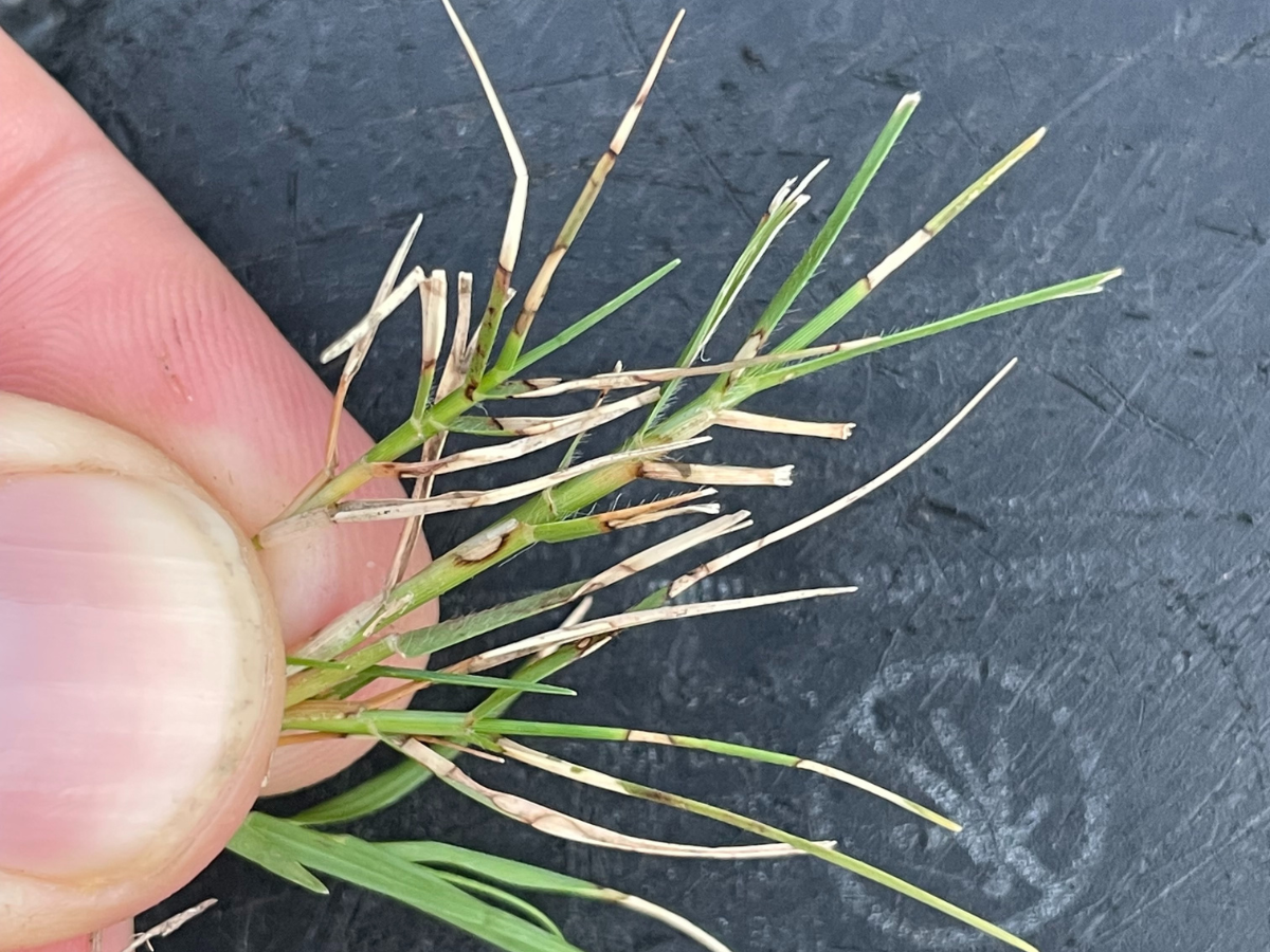 Grass Disease Identification - Top Summer Diseases