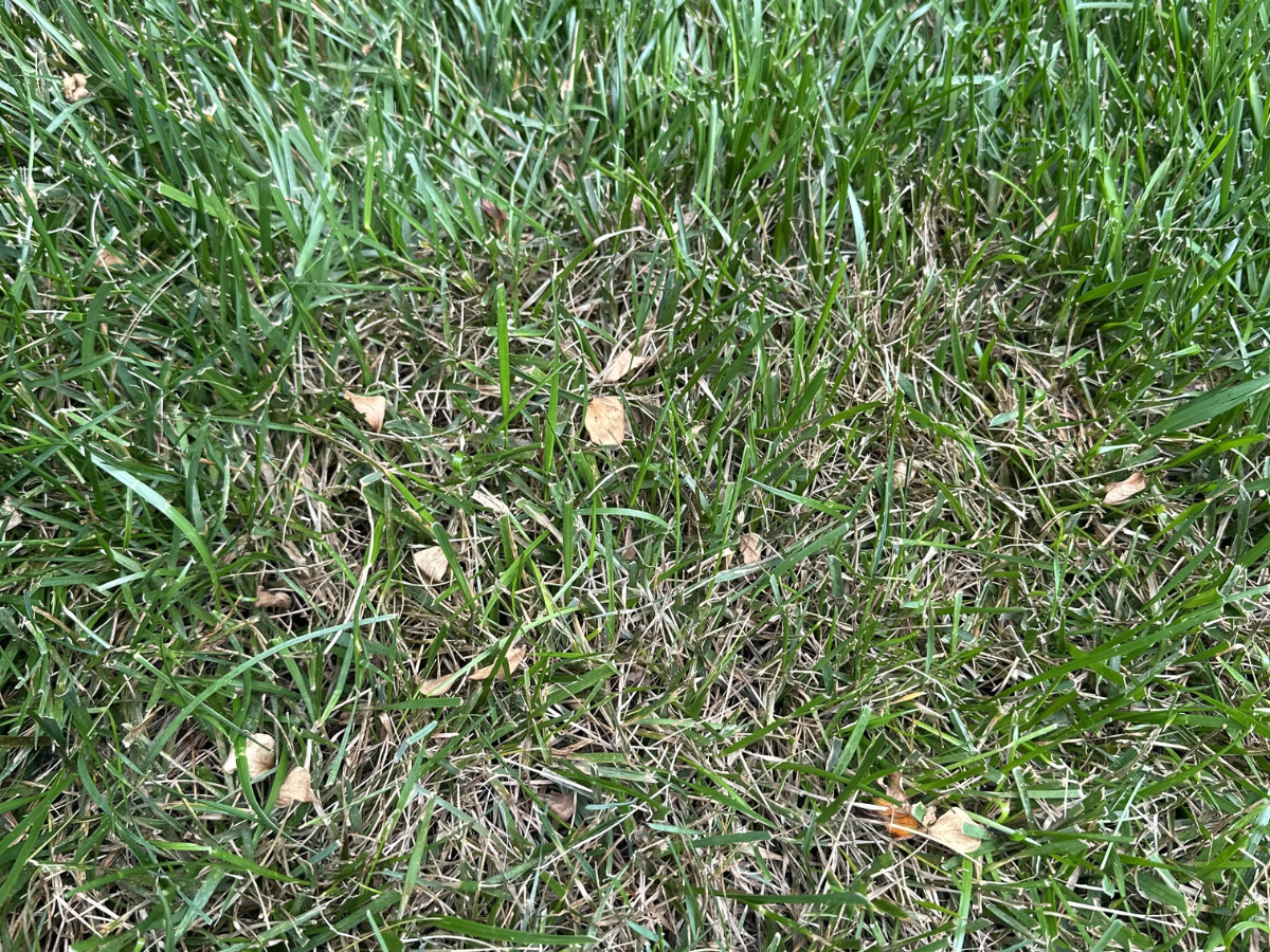 Lawn Diseases to Watch Out for This Summer