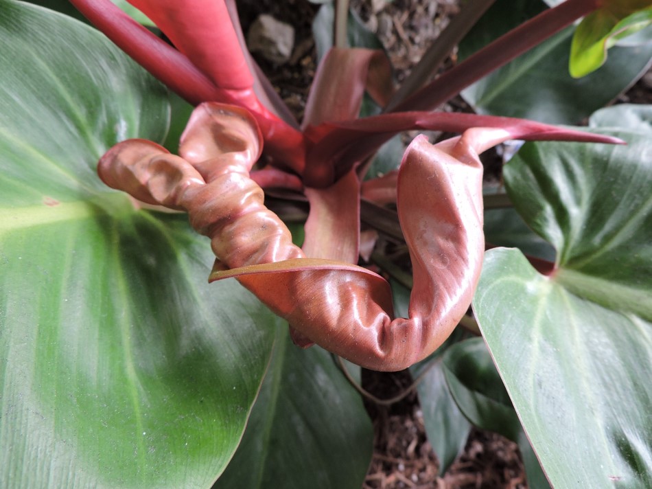 Plant Nutrient Deficiency Identification