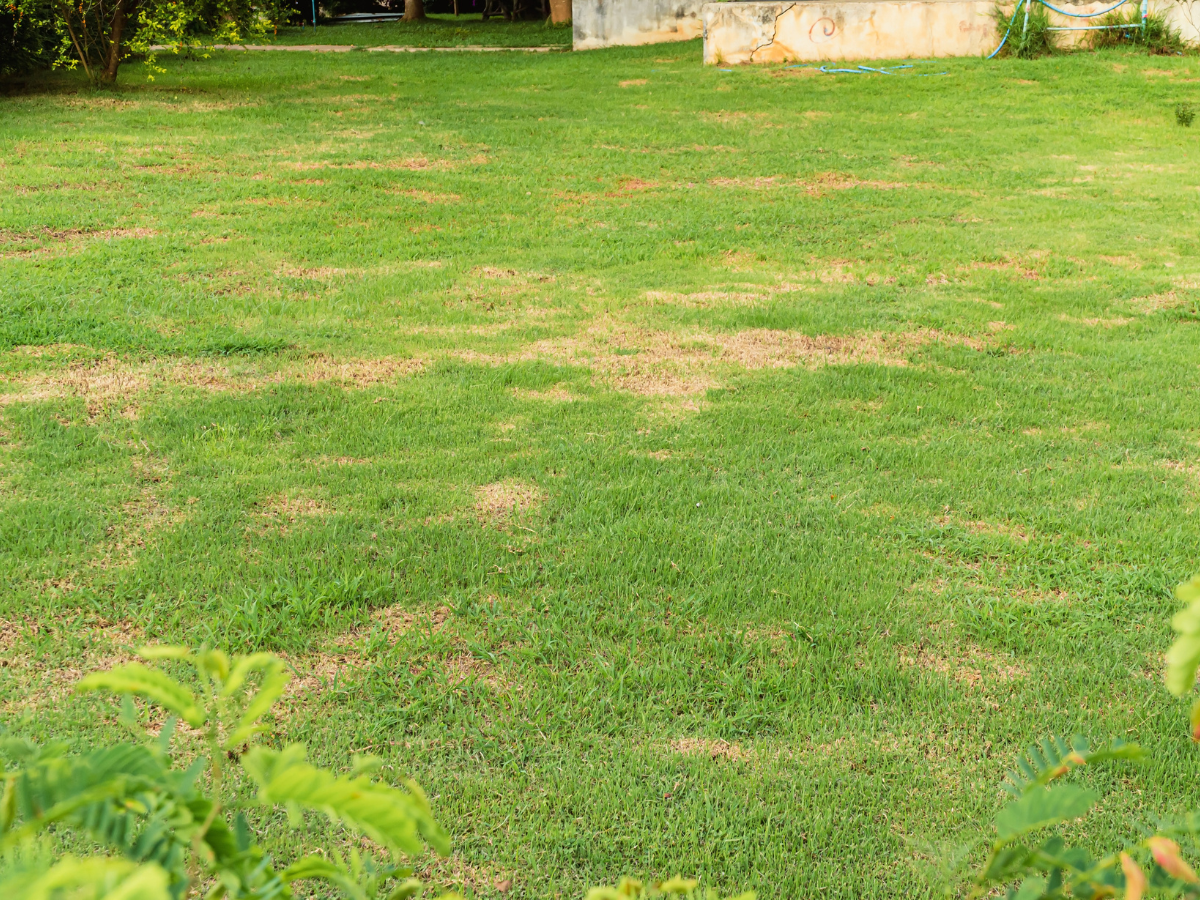 Spring Insect Pests: Chinch Bugs, Grubs, Mole Crickets, and Ants in Turfgrass