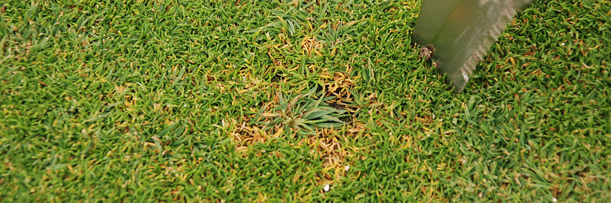 Cool Season Turfgrass Diseases - Identification & Management of Lawn Diseases