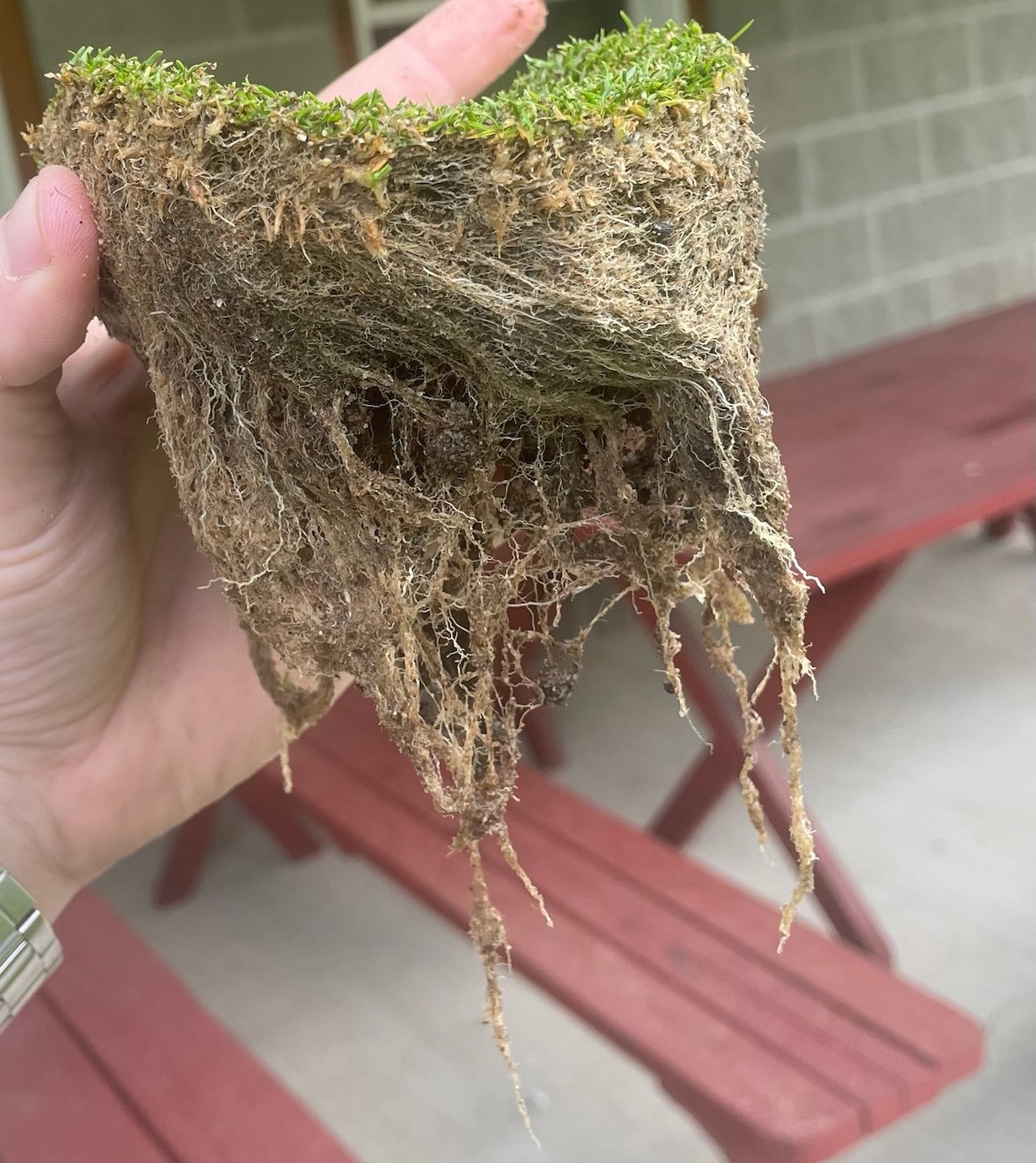 Mycorrhizae and Root Health Case Study – Crag Burn Golf Club