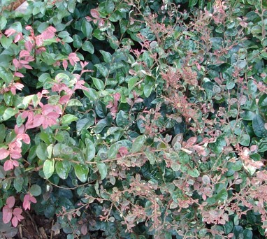 Plant Nutrient Deficiency Identification