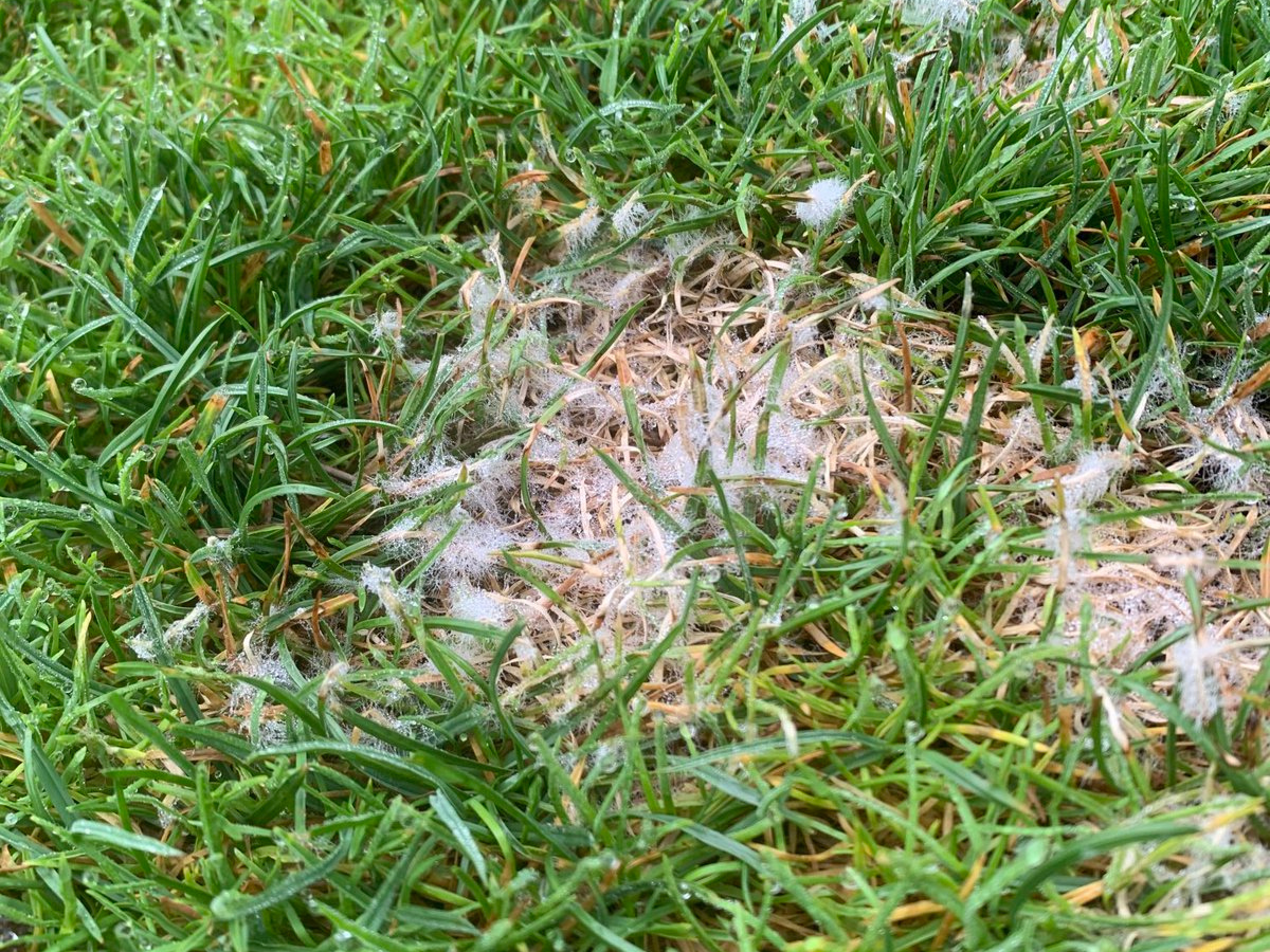 Turfgrass Diseases - Identification & Management of Golf Course Diseases