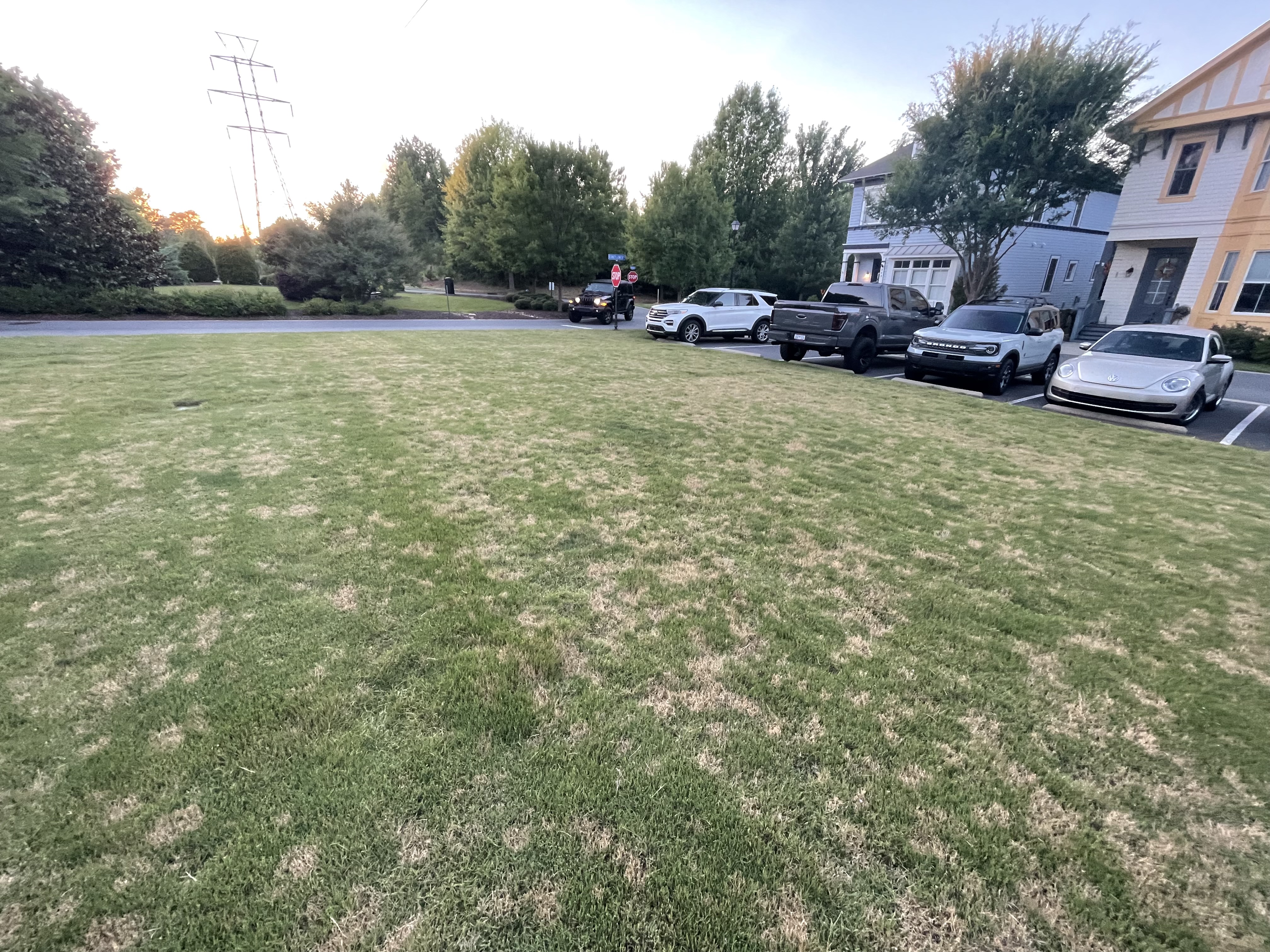 Grass Disease Identification - Top Summer Diseases