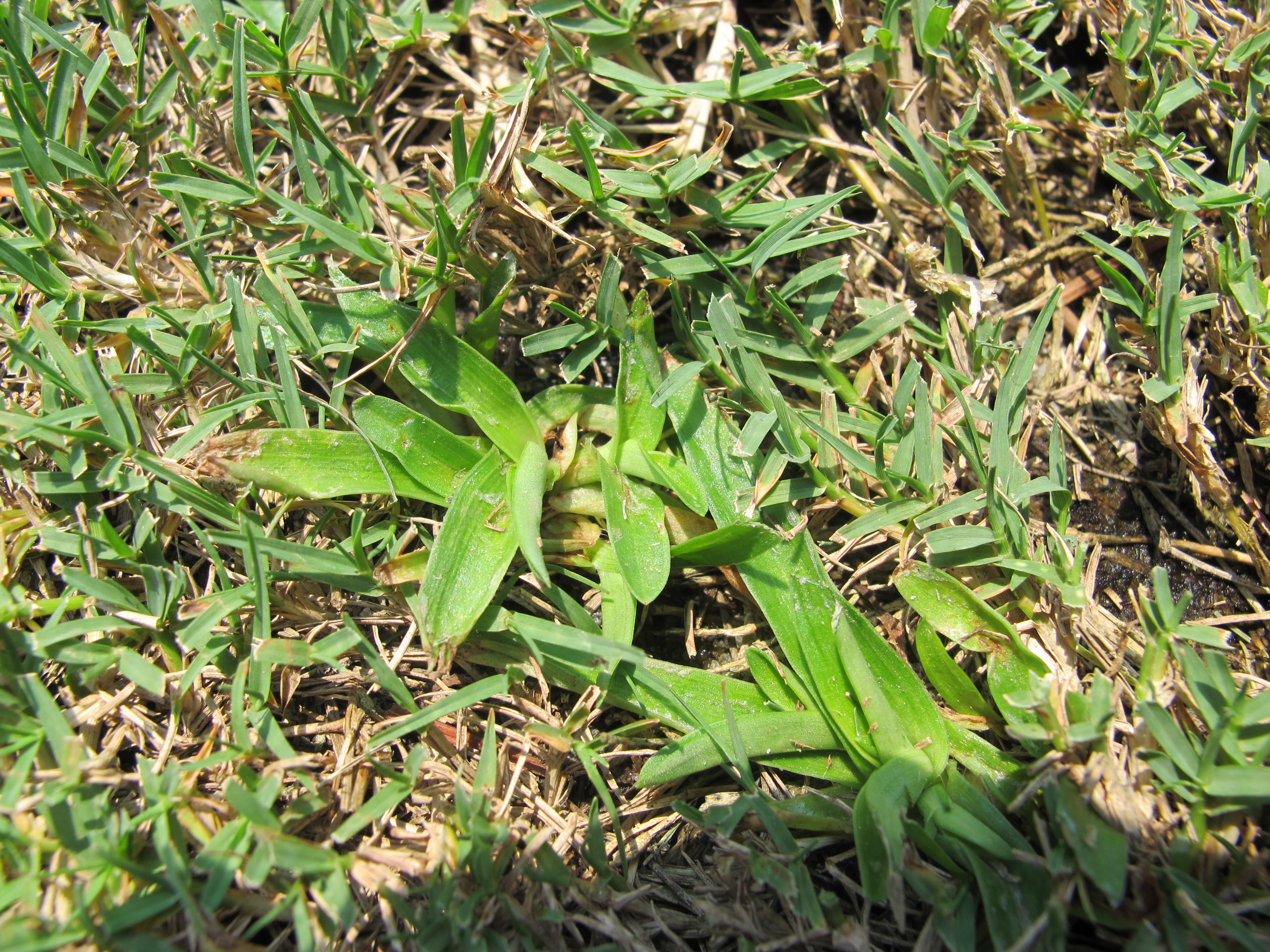 Figure 4. Doveweed can easily be mistaken for a grassy weed. Proper weed identification is critical for effective herbicide selection.