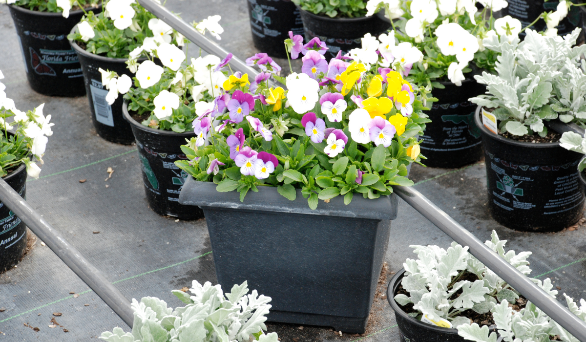 Fall Fertilizer for Horticulture