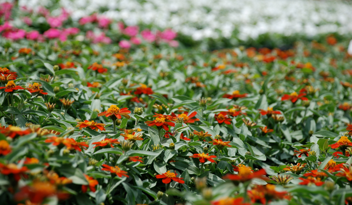 Fall Fertilizer for Horticulture