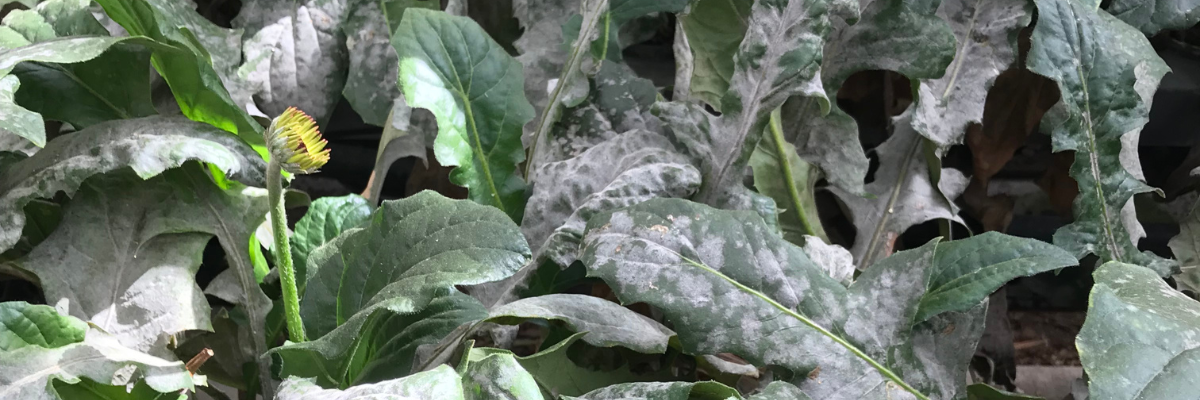 Fall diseases and Harrell's ProtectMAX® Solutions