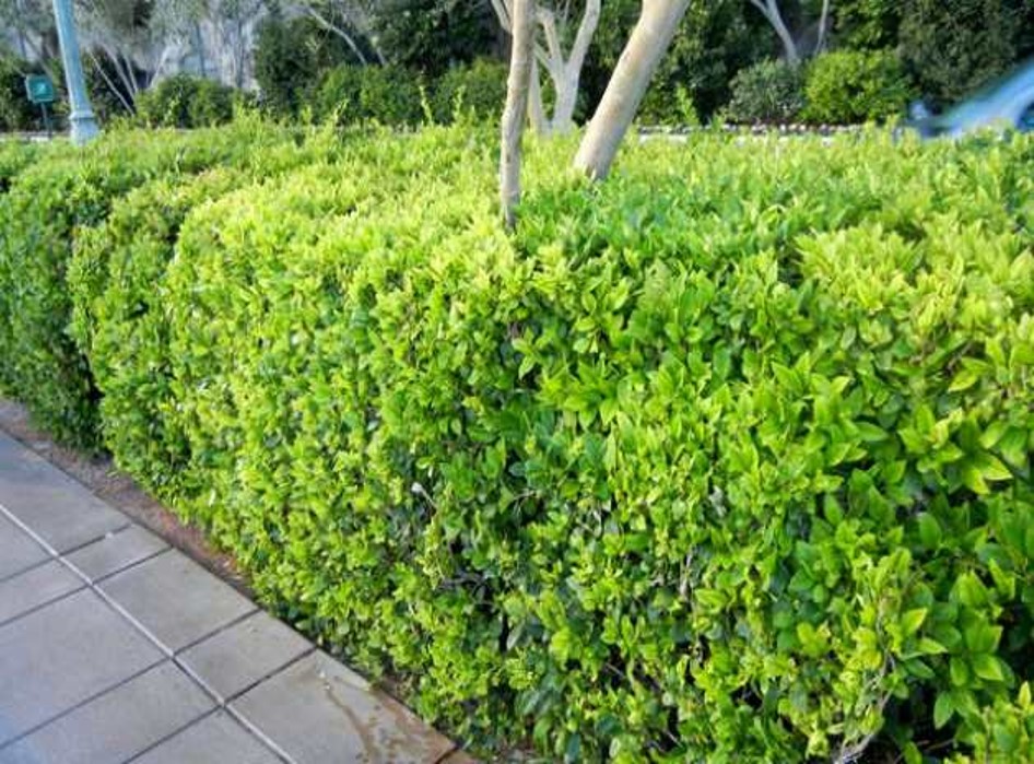 Plant Nutrient Deficiency Identification