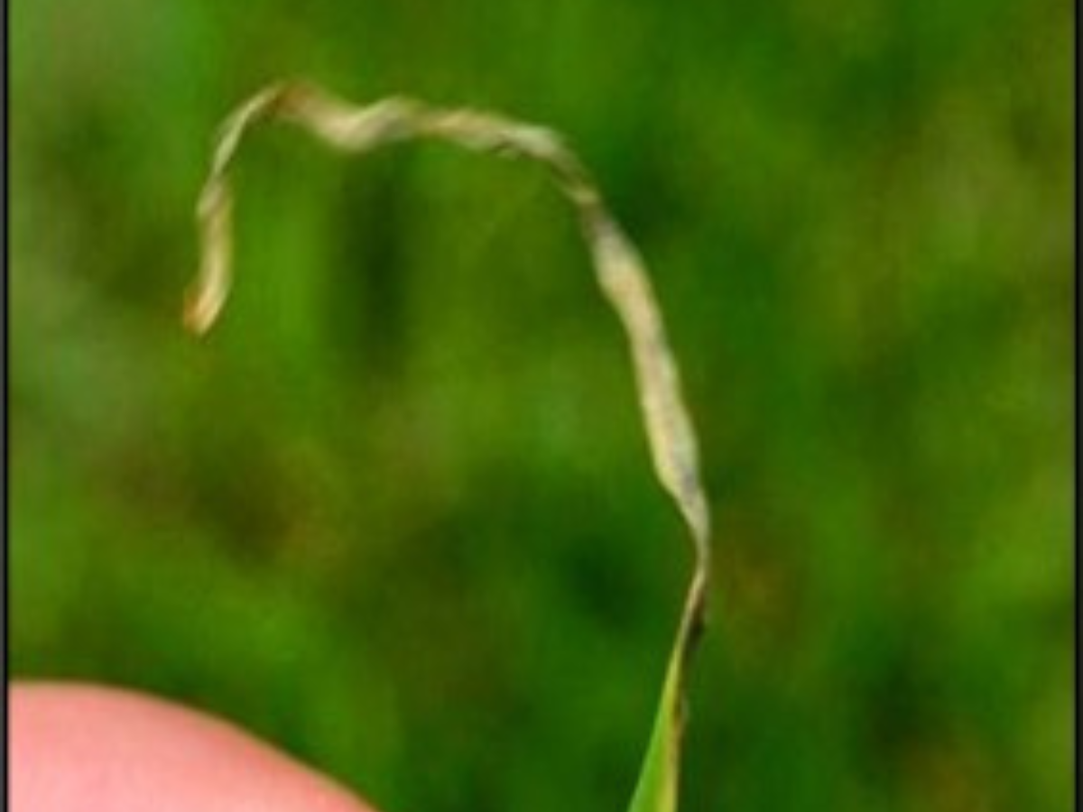 Cool Season Turfgrass Diseases - Identification & Management of Lawn Diseases