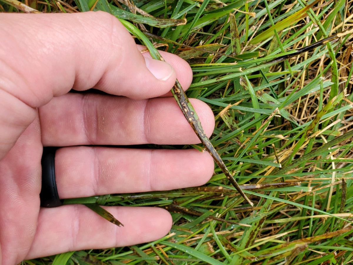 Grass Disease Identification - Top Summer Diseases