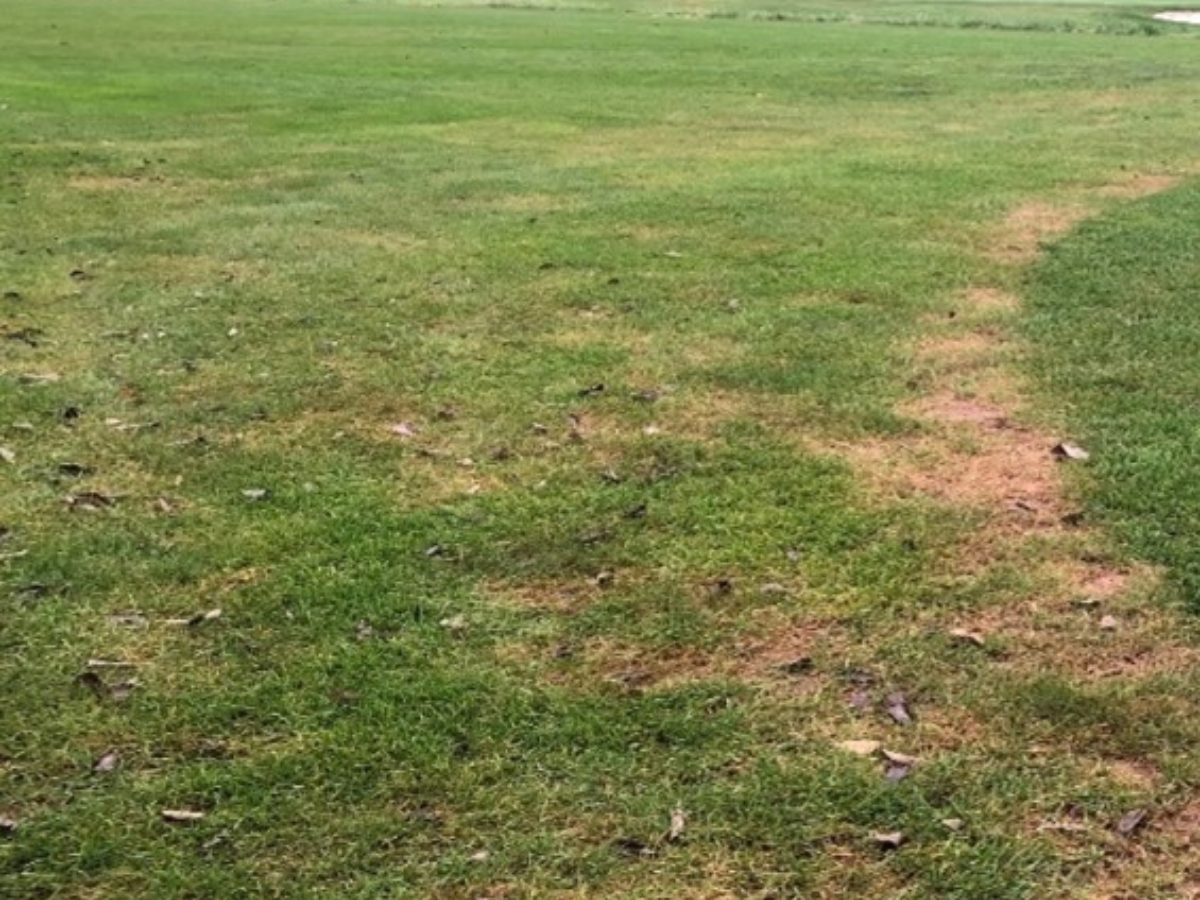 Cool Season Turfgrass Diseases - Identification & Management of Lawn Diseases