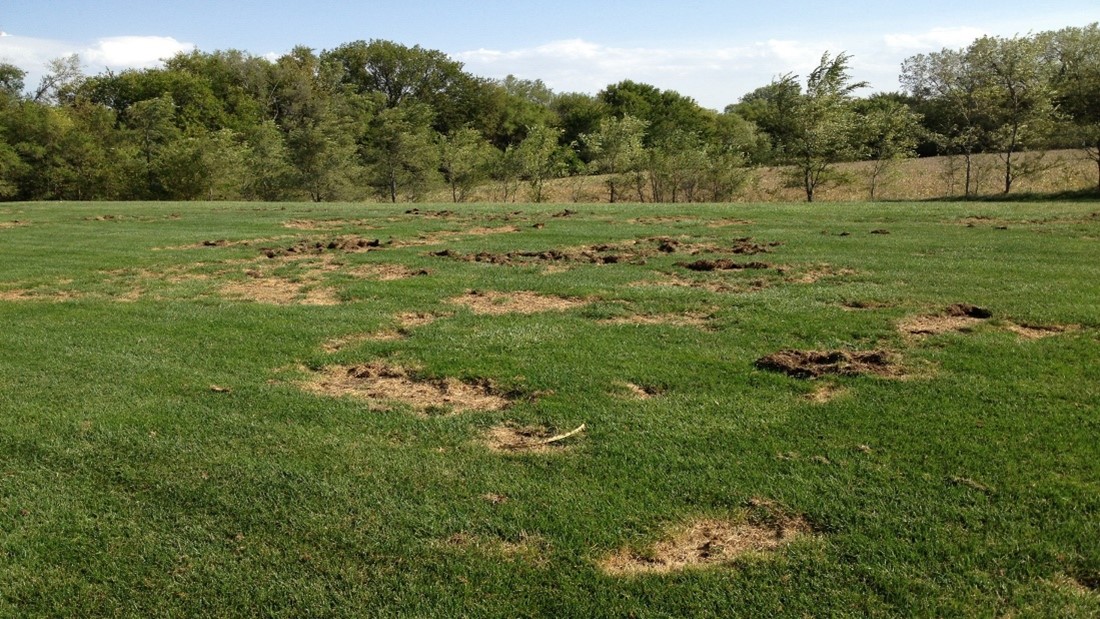 Spring Insect Pests: Chinch Bugs, Grubs, Mole Crickets, and Ants in Turfgrass