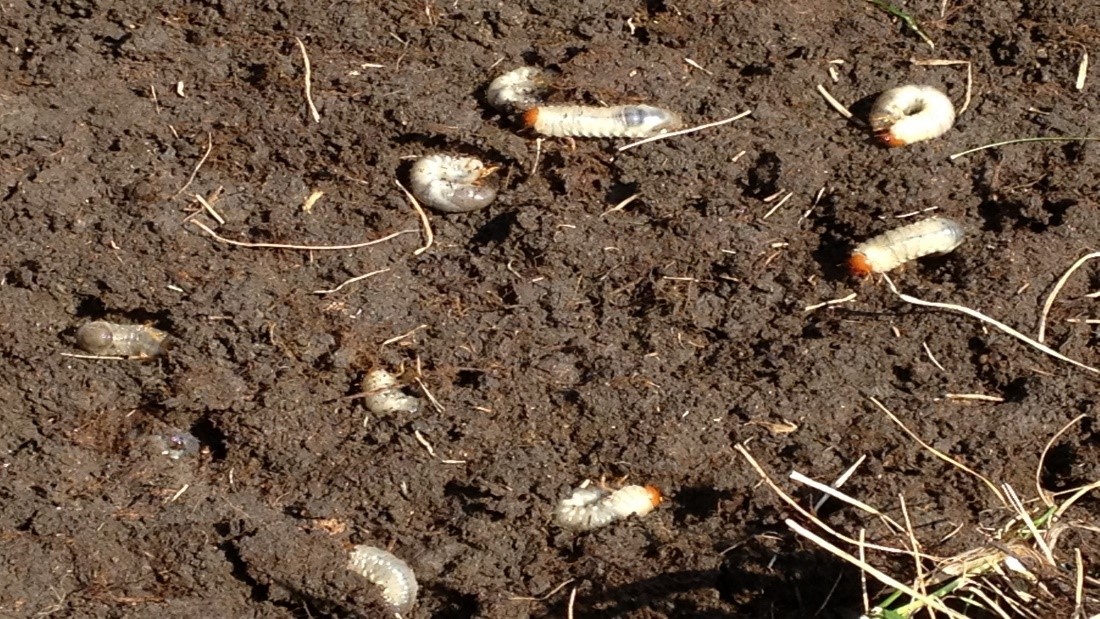 Spring Insect Pests: Chinch Bugs, Grubs, Mole Crickets, and Ants in Turfgrass