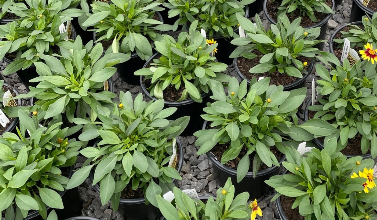 Soil Testing for Ornamentals - Why and When?