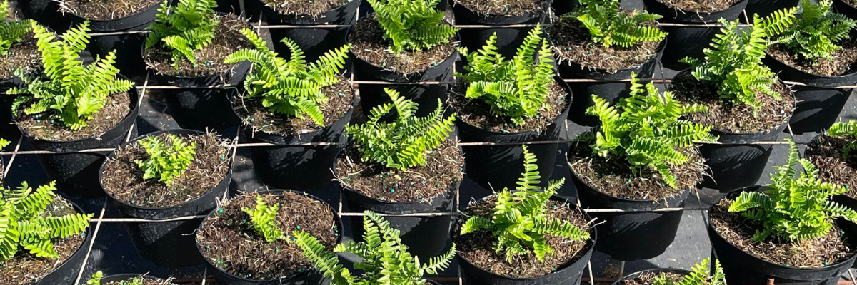 Soil Testing for Ornamentals - Why and When?