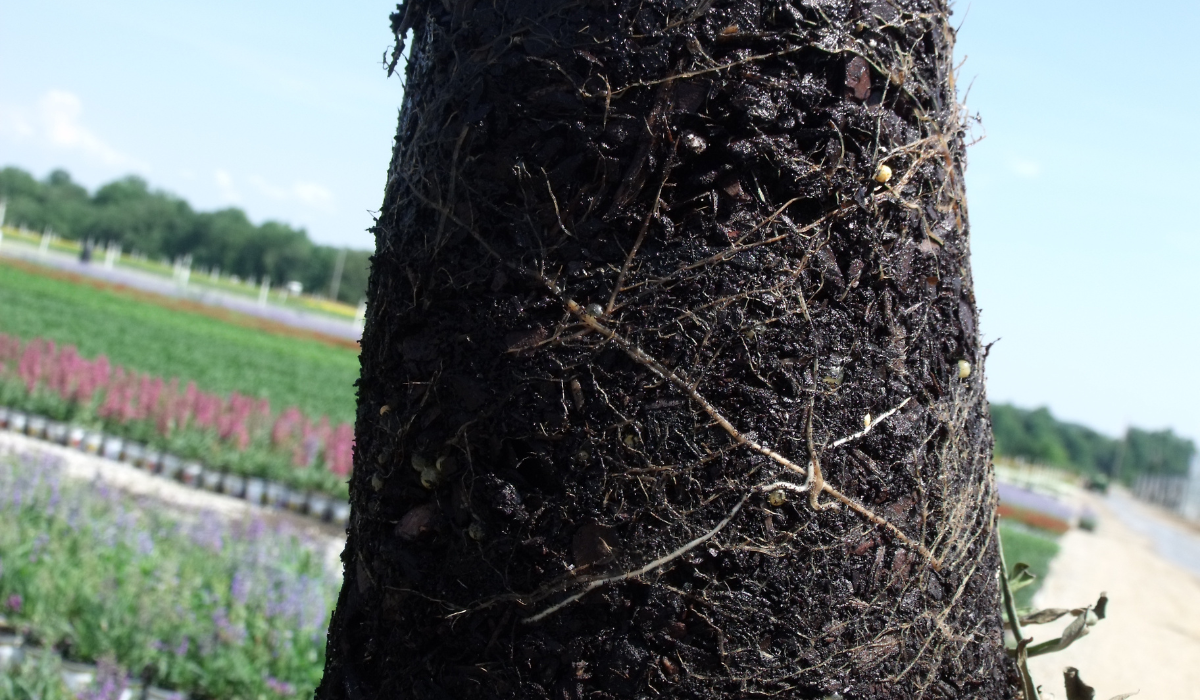 Soil Testing for Ornamentals - Why and When?