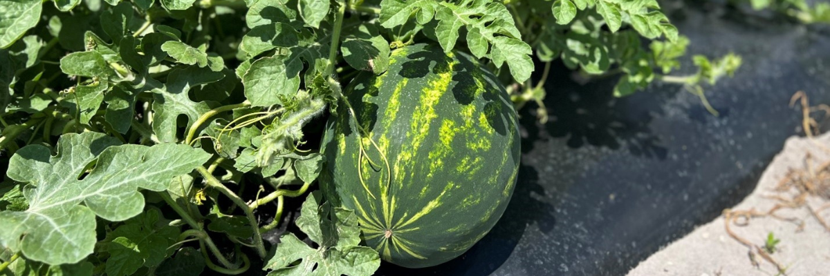 The Cost of Over Irrigating