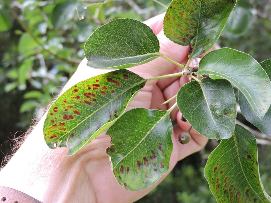 Plant Nutrient Deficiency Identification