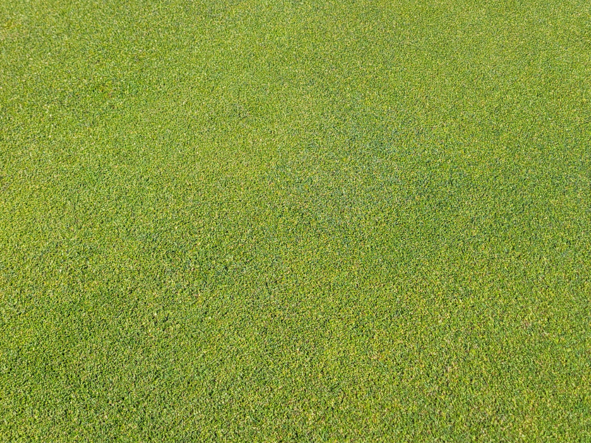 La Jolla Country Club - A Kikuyugrass Marvel