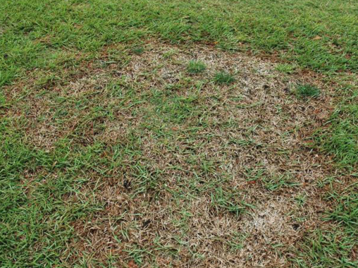 Turfgrass Diseases - Identification & Management of Golf Course Diseases