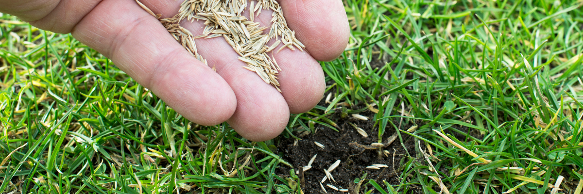 Lawncare BMPs - Fall Seeding, Watering and Fertilization