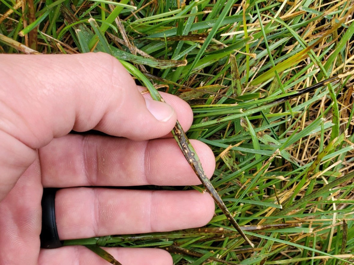 Turfgrass Diseases - Identification & Management of Golf Course Diseases