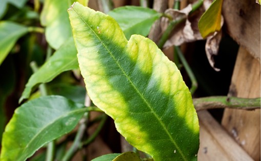 Plant Nutrient Deficiency Identification