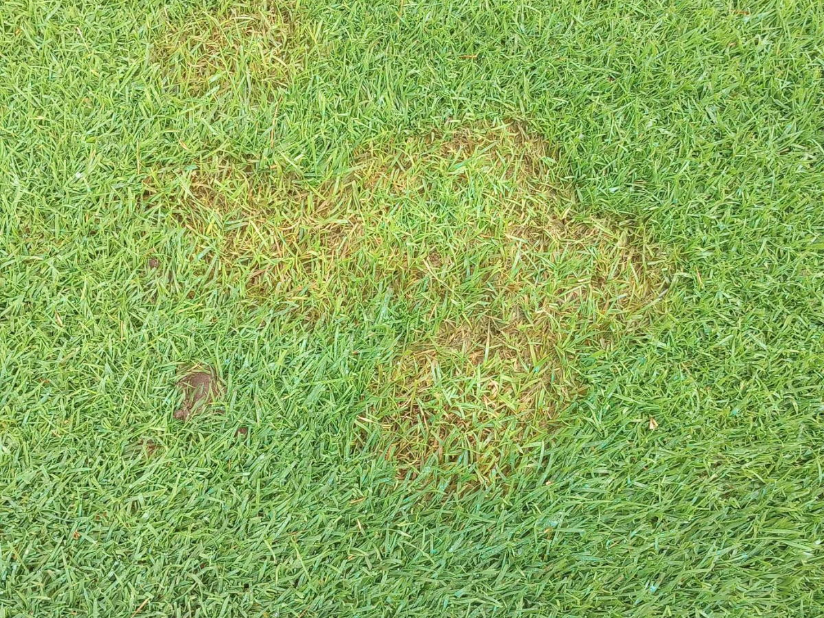 Turfgrass Diseases - Identification & Management of Golf Course Diseases