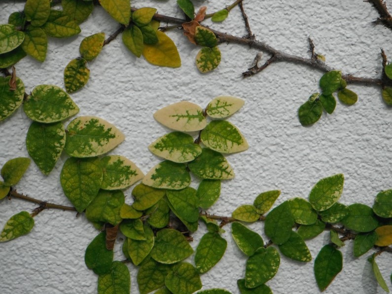 Plant Nutrient Deficiency Identification