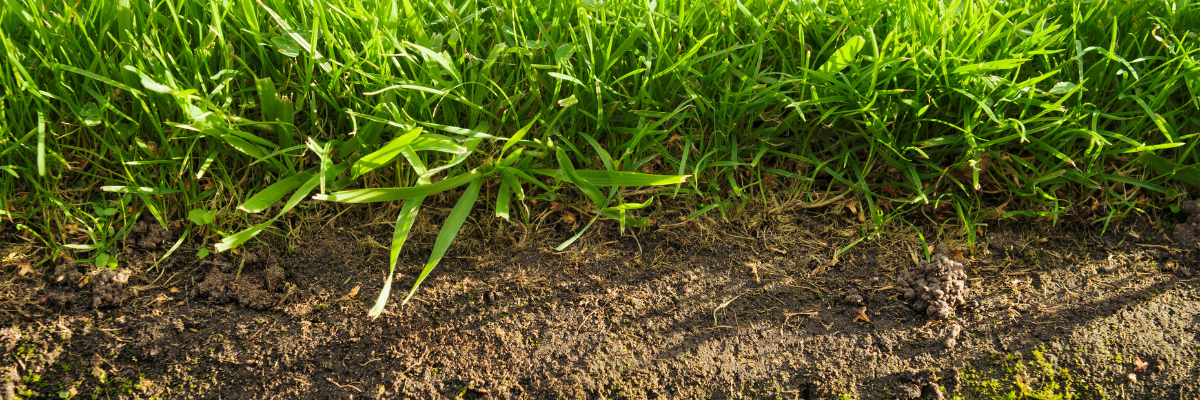 Mycorrhizae Pro Benefits