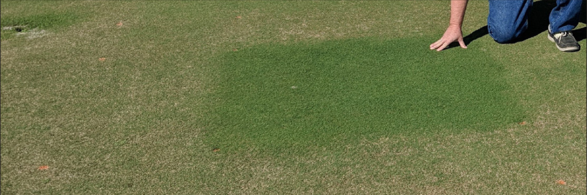 Negate the Nematodes by Focusing on Root Health