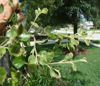 Plant Nutrient Deficiency Identification