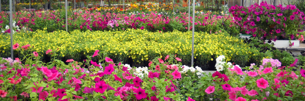Plant Nutrient Deficiency Identification