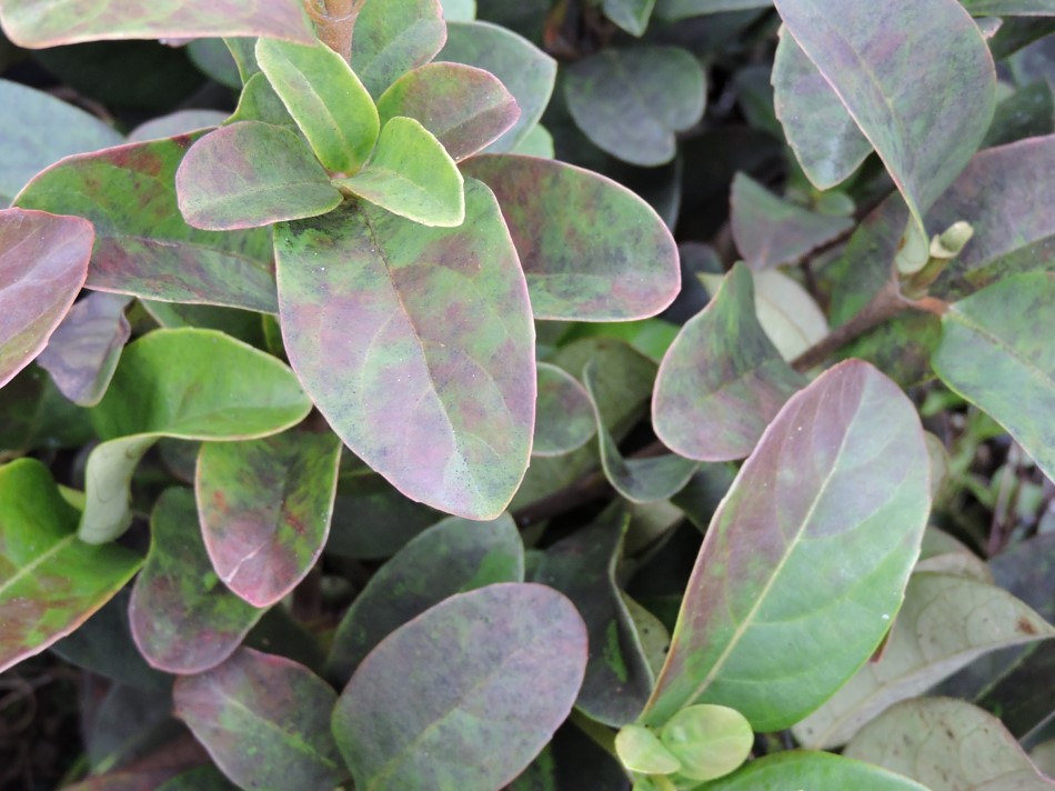 Plant Nutrient Deficiency Identification