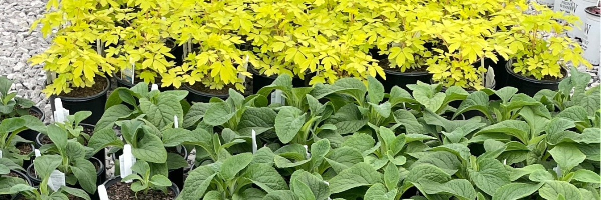 Harrell's POLYON® 18-6-12 Mini NPK