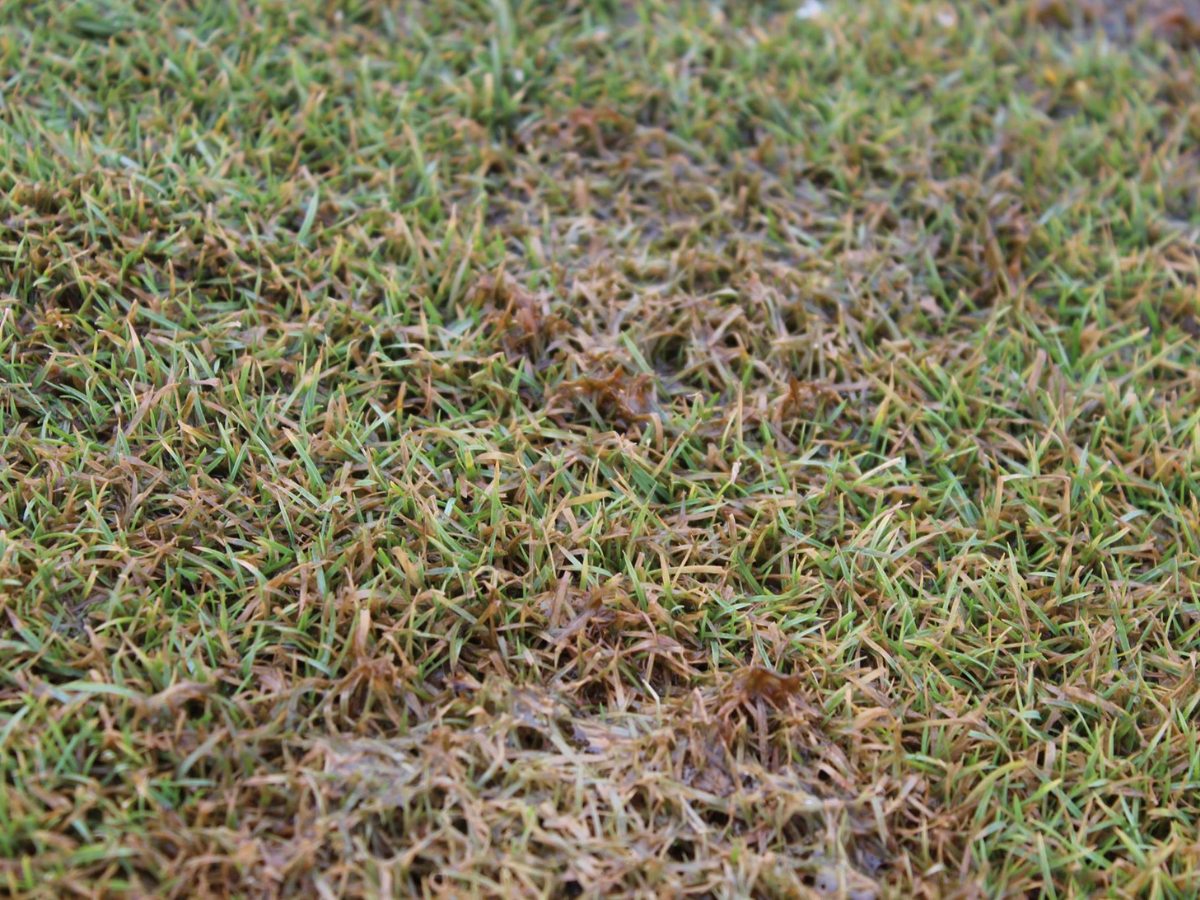 Turfgrass Diseases - Identification & Management of Golf Course Diseases