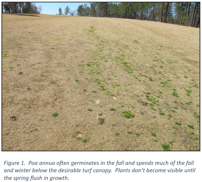 <em>Poa annua</em> Management Program Considerations